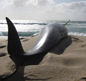 28 whales are stranded on New Zealand beach