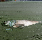 28,000 rivers in China disappear