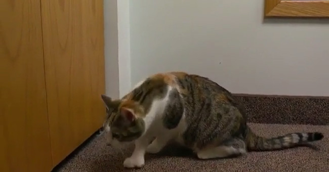 28-toe cat broke the world record