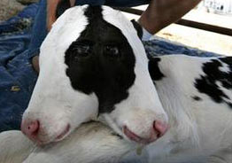2-head calf in America