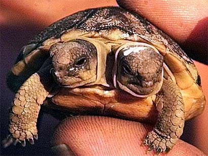 2-headed creatures