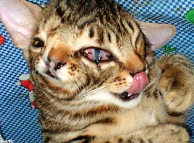 2-sided cat with 3 eyes