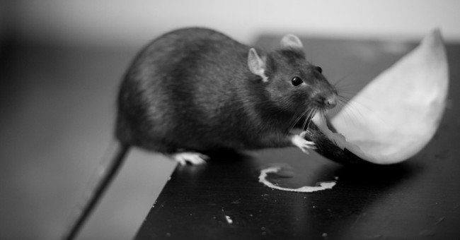 3 dangerous diseases spread from mice