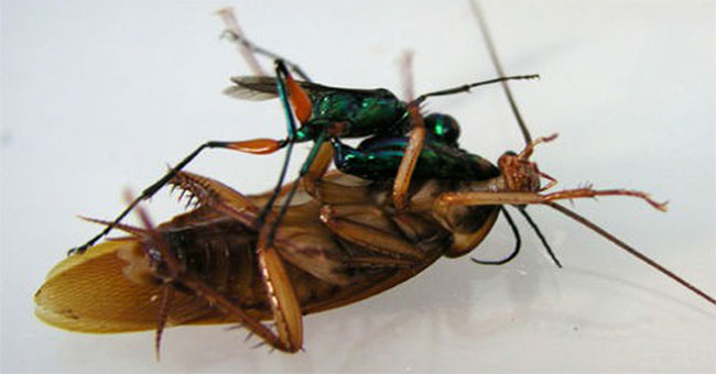 3 monsters 'monsters' can naturally turn their prey into ... zombies