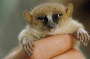 3 more new lemurs species discovered