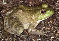 3 most dangerous invasive amphibians in the world