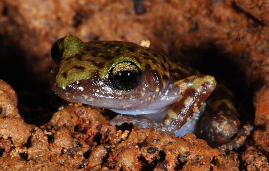 3 new frog species in Africa's oldest mountain range