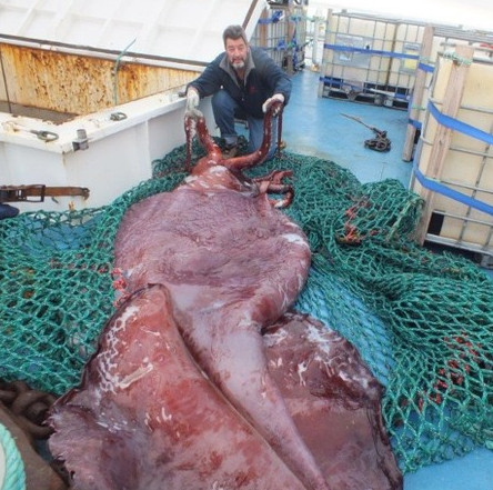 3 species of squid are labeled giant monsters from birth