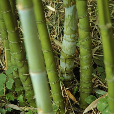 3 species of 'strange' endangered bamboo species in Vietnam