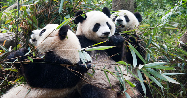 3 species of this Chinese mascot will disappear forever if nothing changes