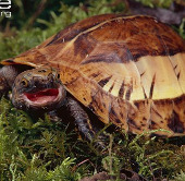 3 species of turtles 'most unusual transformation' in Vietnam