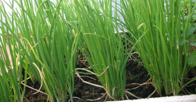 3 ways to grow super simple green onions at home