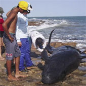 30 dolphins stranded in Brazil