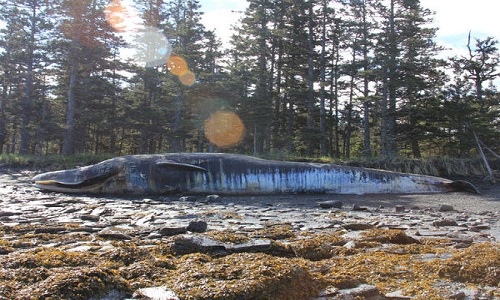 30 mysterious whales in Alaska Bay