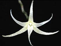 30 newly discovered orchids in Papua New Guinea