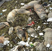 3,000 pigs died drifting in Shanghai