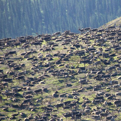 300,000 reindeer gathered to avoid flies and mosquitoes