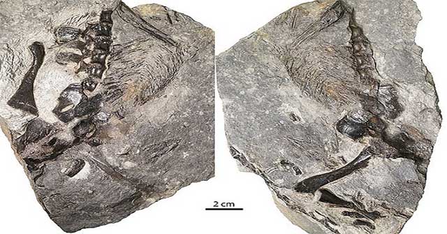 309 million fossils of mother and son of lizard