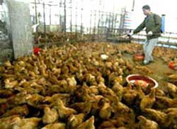 35 million poultry have been vaccinated