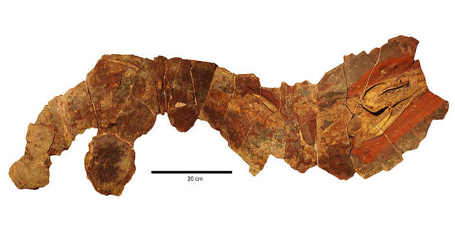 370 million-year-old shark fossils discovered