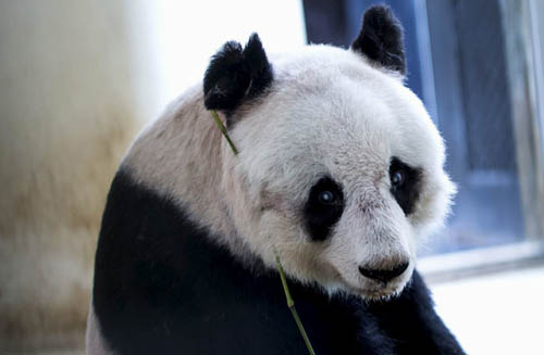 37-year-old pandas in Hong Kong break the world's oldest record