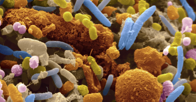 39 trillion bacteria on the human body