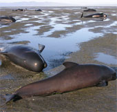 39 whales die from stranding