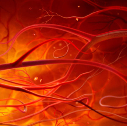 3D blood vessels