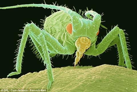 3D image of 'tiny monsters'