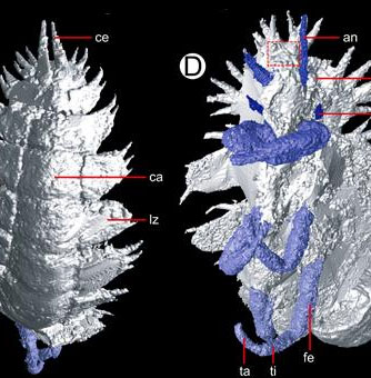3D images of pupae over 300 million years