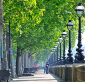 3D photo viewing of green trees improves mood