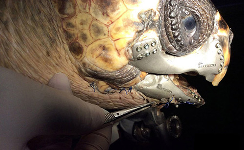 3D sea turtles are implanted