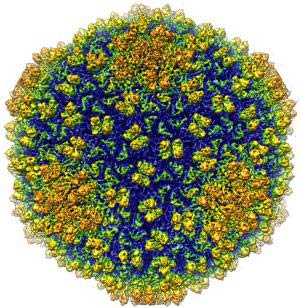 3D virus image has the biggest resolution ever