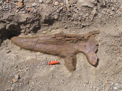 3-horned dinosaurs lived in the herd