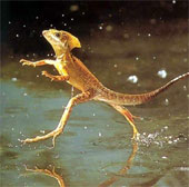 4 animals can go on extreme water
