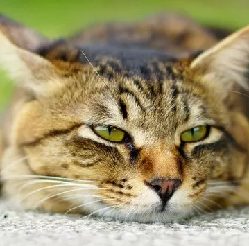 4 arguments for lazy people have been proved by science