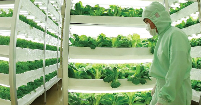 4 farm-saving solutions for growing organic green vegetables