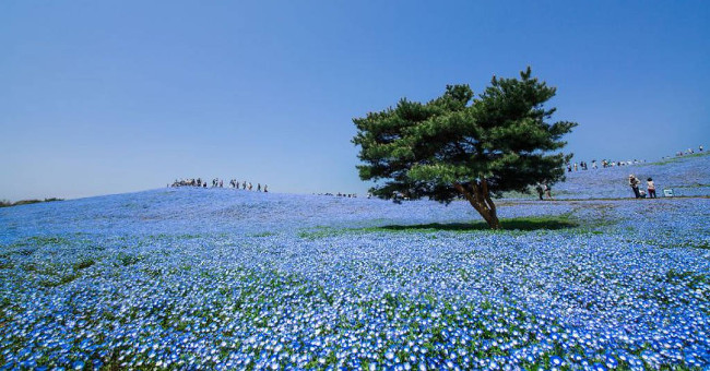 4 million 'love' flowers bloom in Japanese parks