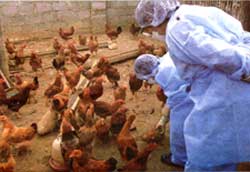 4 more communes have avian influenza