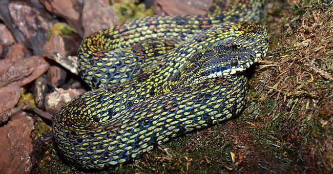 4 most poisonous snakes found in Fansipan
