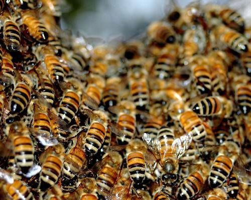 4 new viruses have been found causing massive bee deaths