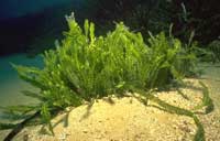 4 species of the most dangerous invasive aquatic plants in the world