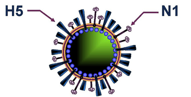 4 ways to prevent influenza A