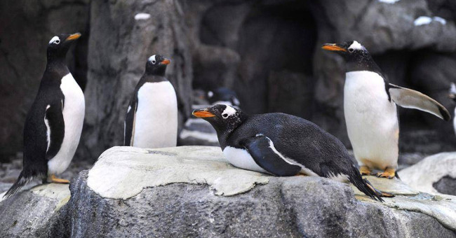 -40 degrees C, Canada is so cold that penguins have to