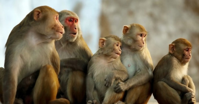40 interesting facts about monkeys that you don't know yet