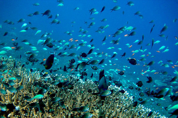 40 years from now Earth will no longer have fish