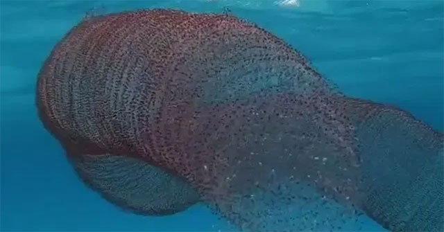 40,000 squid eggs curl like springs in the sea