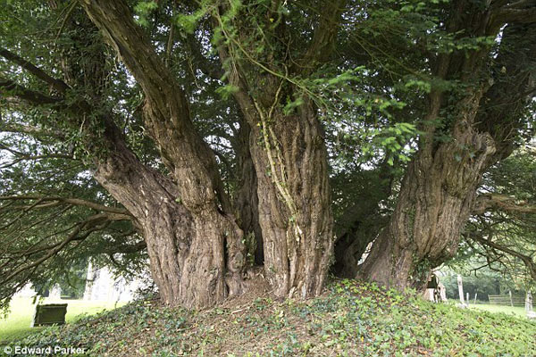 4,000-year-old tree in England is dying