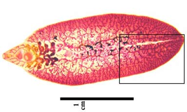 40-90% of herbivores are infected with liver fluke