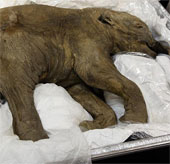 42,000 year old mammoth exhibition